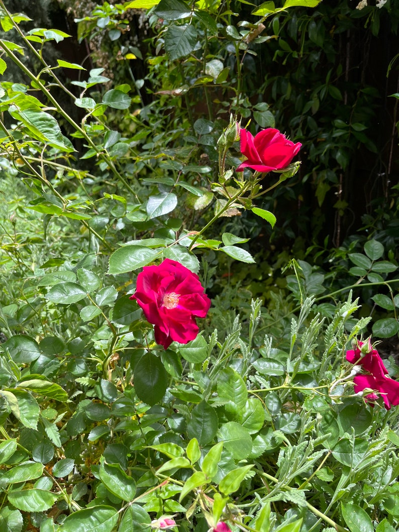 Organic Live USA Hot Pink Miniature Rose Cuttings Bild 1