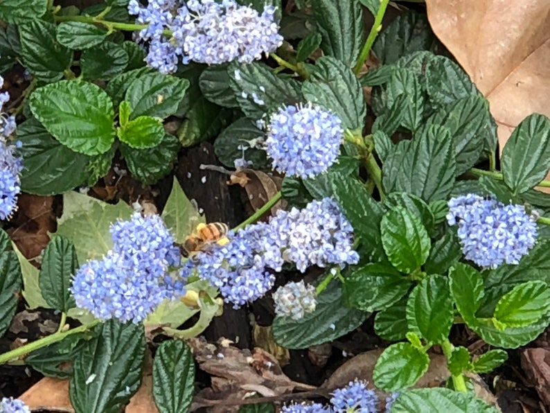 Organic Live California USA Lilac Ceanothus Horizontalis Cuttings image 5