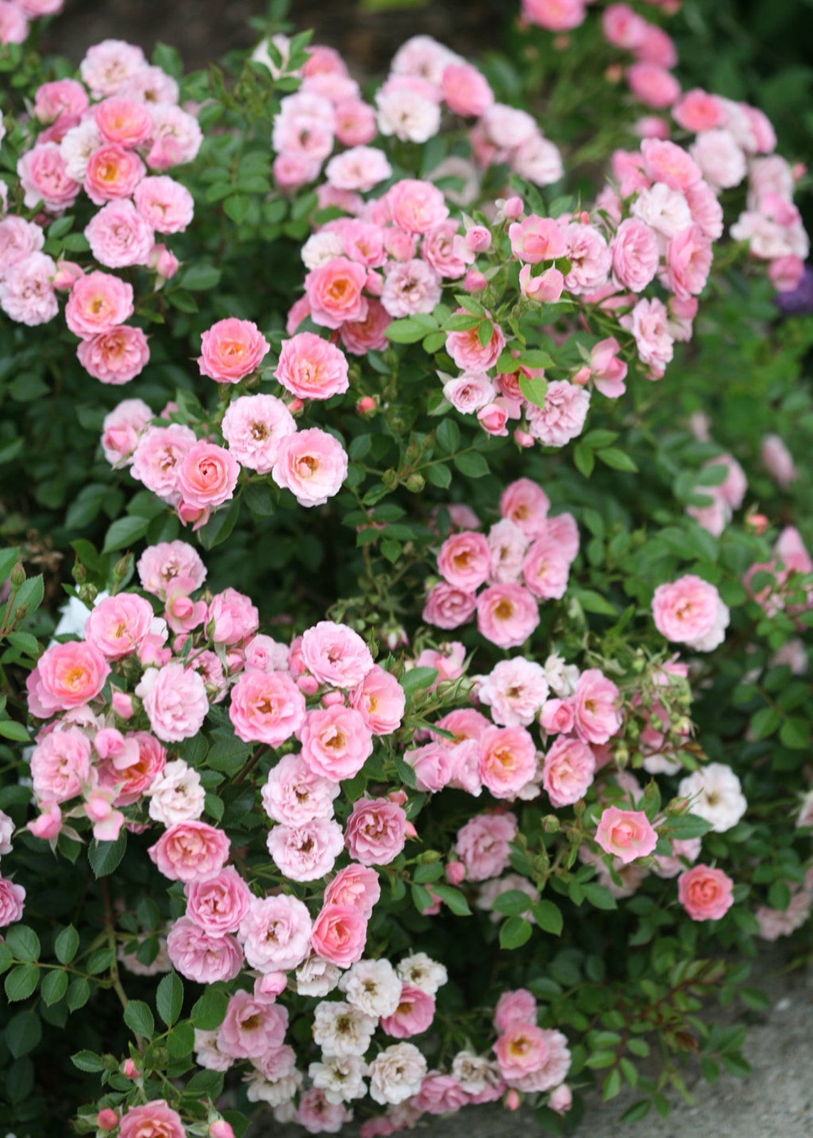 Organic Live USA Pink Miniature Rose 25+ Cuttings - Etsy