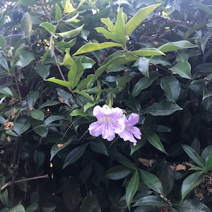 2 Trumpet Vine Combo: Organic Live USA Scarlet Amphilophium Buccinatorium Violet Trumpet Vine Clytostoma Callistegioides Cuttings image 6