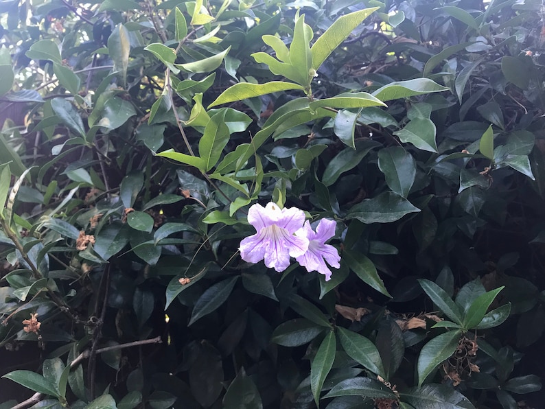 2 Trumpet Vine Combo: Organic Live USA Scarlet Amphilophium Buccinatorium Violet Trumpet Vine Clytostoma Callistegioides Cuttings image 6