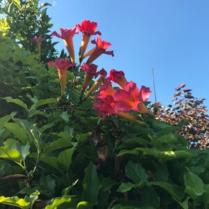 2 Trumpet Vine Combo: Organic Live USA Scarlet Amphilophium Buccinatorium Violet Trumpet Vine Clytostoma Callistegioides Cuttings image 7