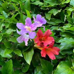 2 Trumpet Vine Combo: Organic Live USA Scarlet Amphilophium Buccinatorium Violet Trumpet Vine Clytostoma Callistegioides Cuttings image 1