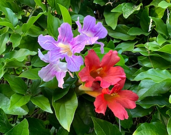 2 Trumpet Vine Combo: Organic Live USA Scarlet Amphilophium Buccinatorium + Violet Trumpet Vine Clytostoma Callistegioides Cuttings