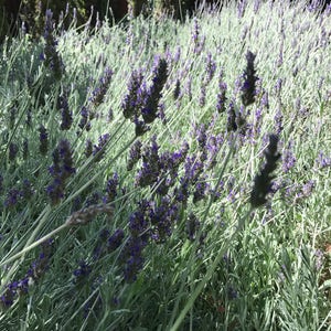 May include: A field of lavender flowers in bloom. The flowers are purple and the stems are green. The field is surrounded by trees.