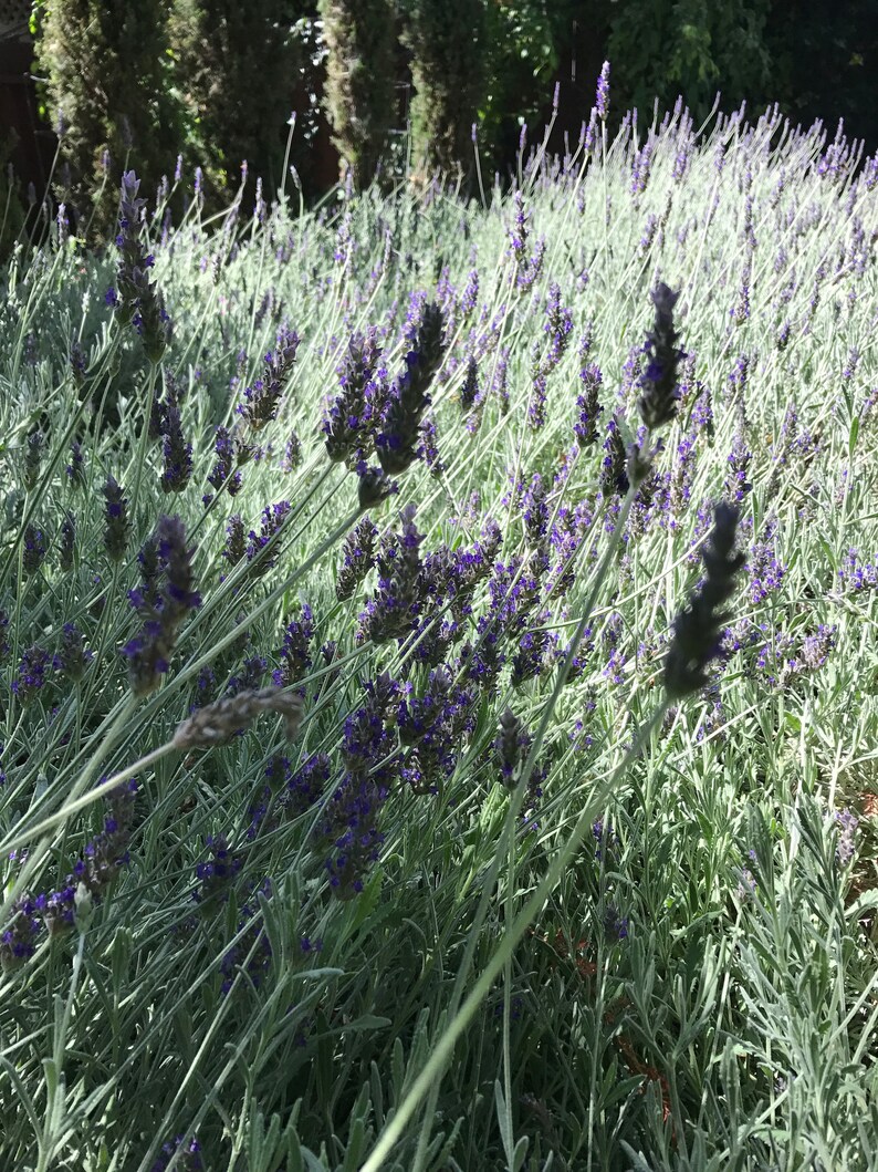 May include: A field of lavender flowers in bloom. The flowers are purple and the stems are green. The field is surrounded by trees.