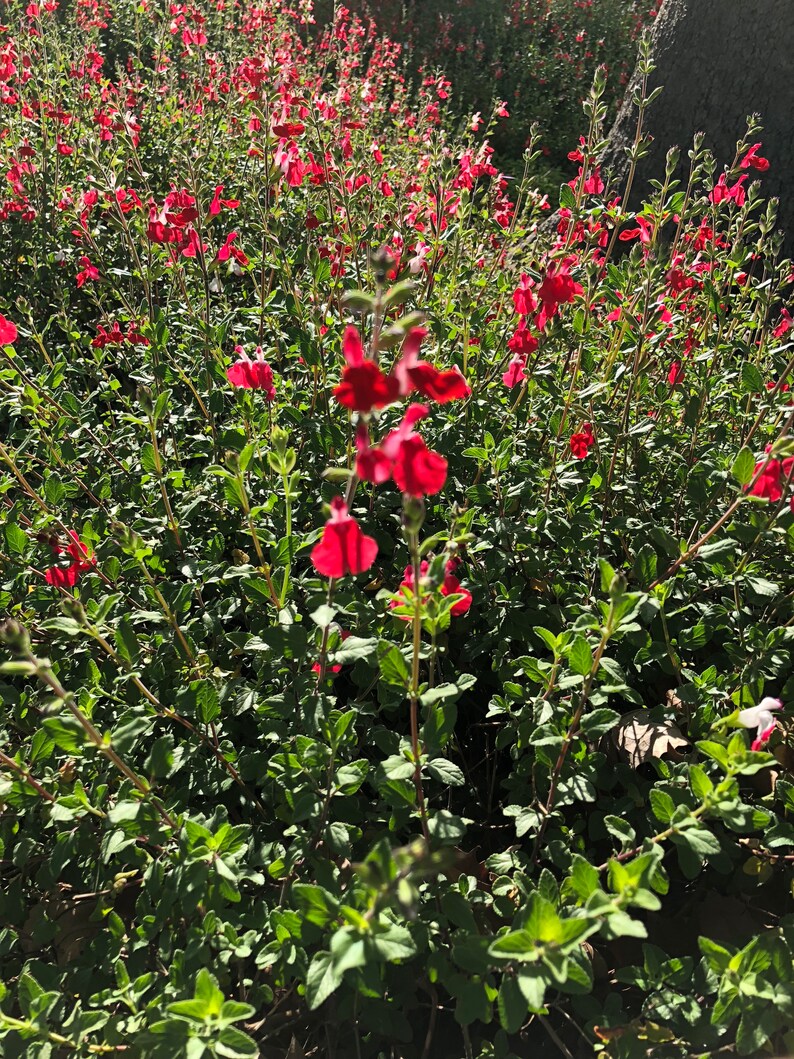 2 Butterfly Bushes Combo Organic Live California USA Lavender Etsy