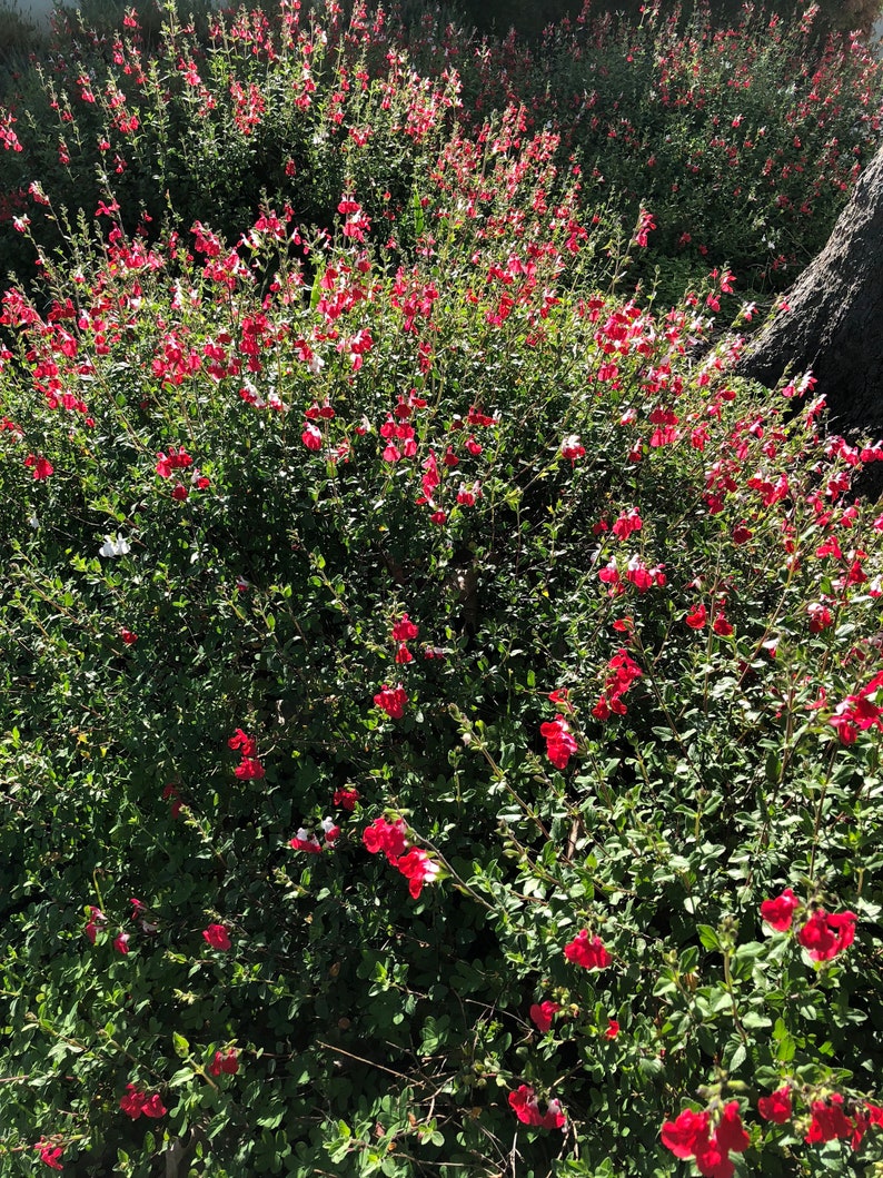 2 Butterfly Bushes Combo Organic Live California USA Lavender Etsy