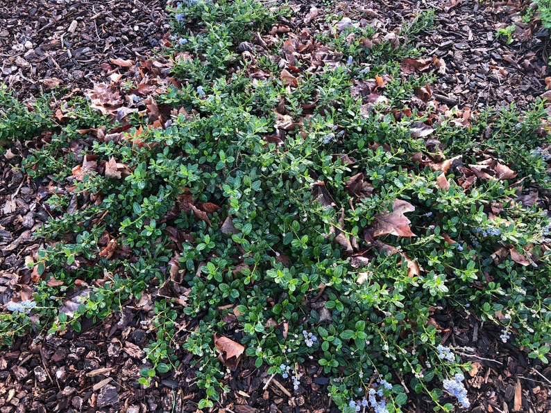 Organic Live California USA Lilac Ceanothus Horizontalis Cuttings image 6