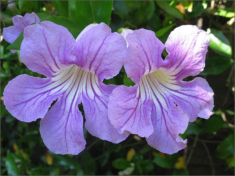 2 Trumpet Vine Combo: Organic Live USA Scarlet Amphilophium Buccinatorium Violet Trumpet Vine Clytostoma Callistegioides Cuttings image 3