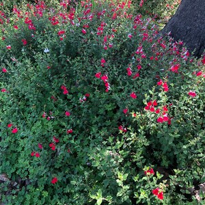 Organic Live USA Red Autumn Sage Salvia Greggii Cuttings image 3