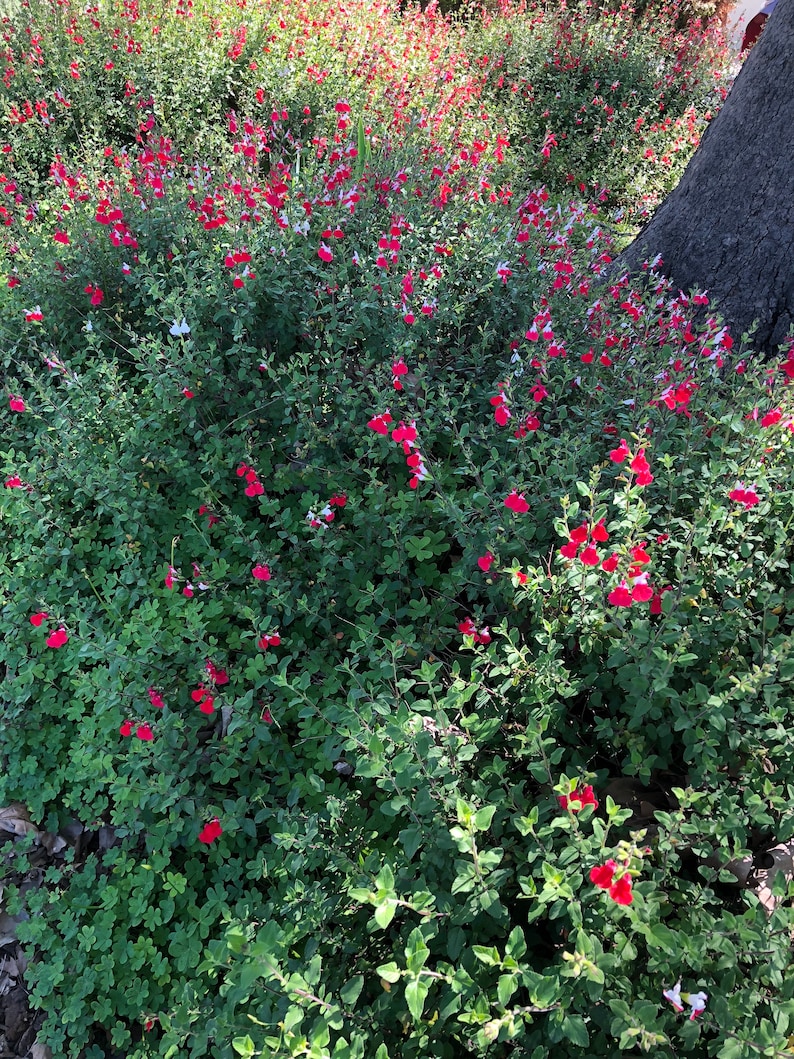 Organic Live USA Red Autumn Sage Salvia Greggii Cuttings image 3