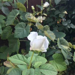 Organic Live USA White Rose Cuttings