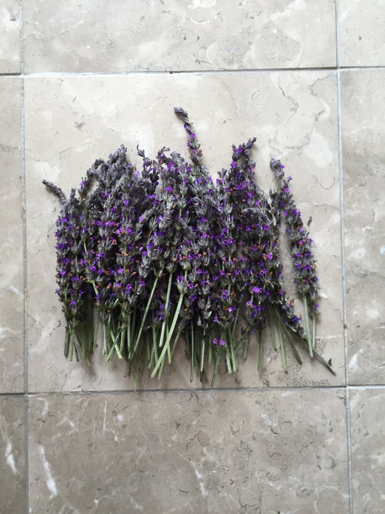 May include: A bunch of lavender flowers with purple blooms and green stems. The flowers are arranged in a fan shape on a light gray tiled surface.