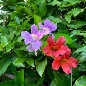 2 Trumpet Vine Combo: Organic Live USA Scarlet Amphilophium Buccinatorium Violet Trumpet Vine Clytostoma Callistegioides Cuttings image 2