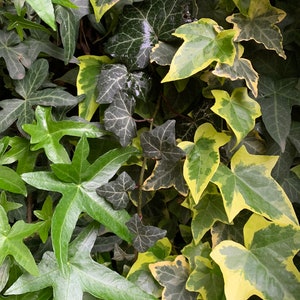 May include: A close-up of a variety of green and yellow ivy leaves. The leaves are arranged in a random pattern, creating a natural and organic texture.