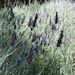Gatsby Lavender