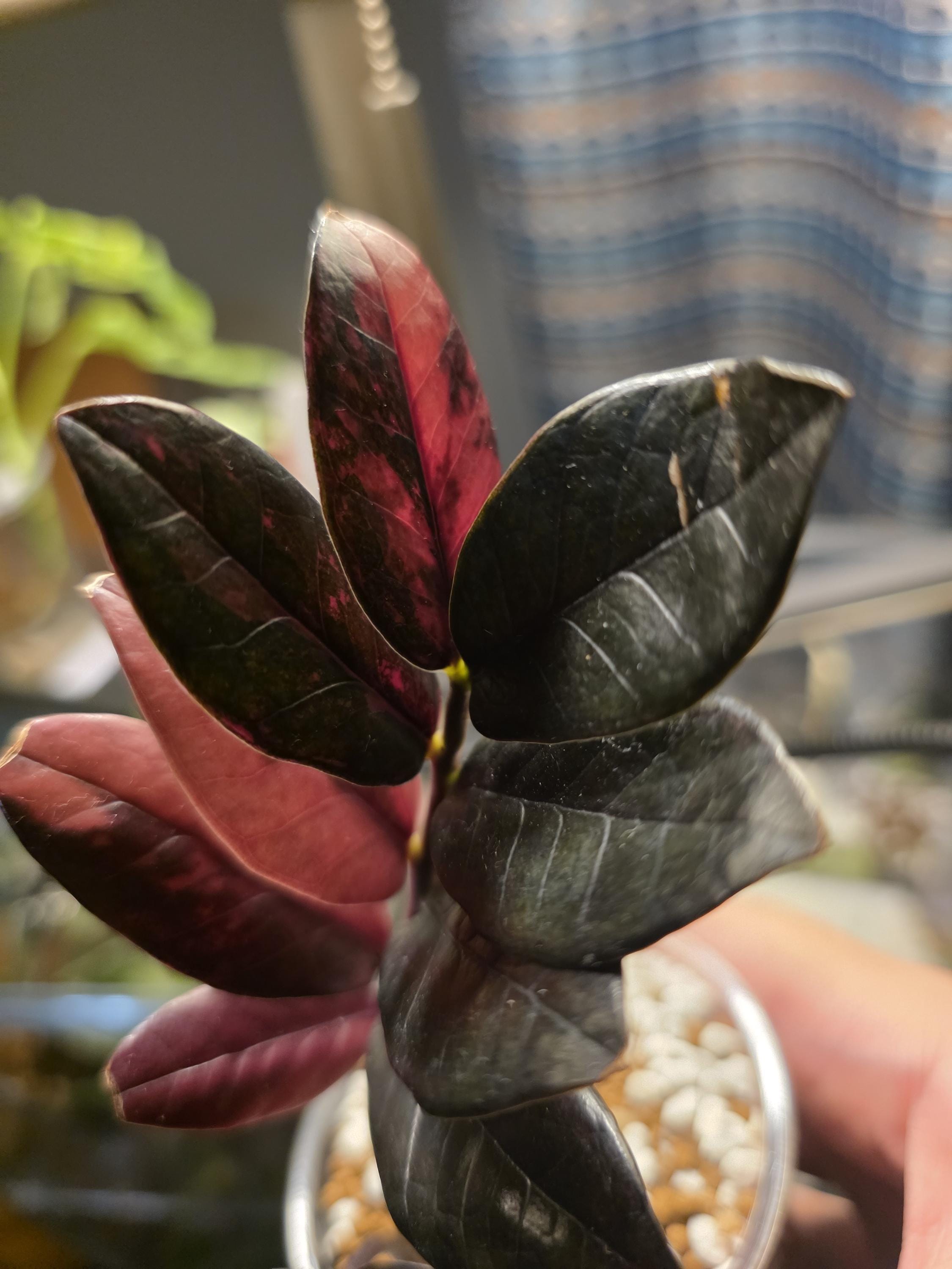 Pink Zz Plant Variegated - Etsy