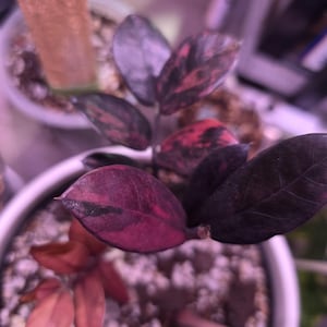 Pink Zz - Etsy