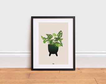 Schweizer Käsepflanze Illustration: Botanische Illustration auf Recyclingpapier