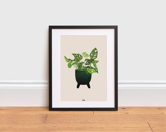 Swiss Cheese plant Illustration - Swiss Cheese plant poster | Indoor plant | Houseplant Print | Plant Poster