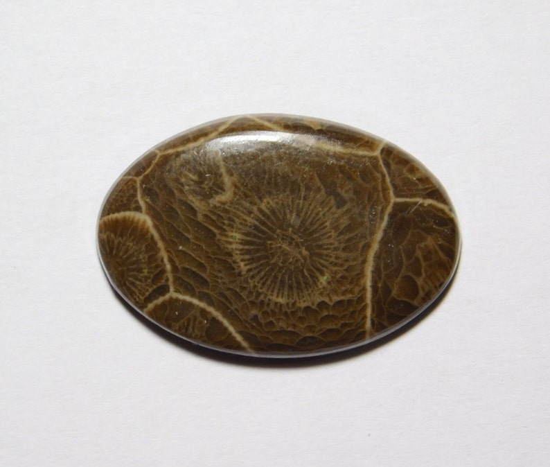 Amazing Fossil Coral loose stone Fossil Coral gemstone R-8368 semi Precious Gemstone 19 Cts Top Quality Natural fossil coral cabochon