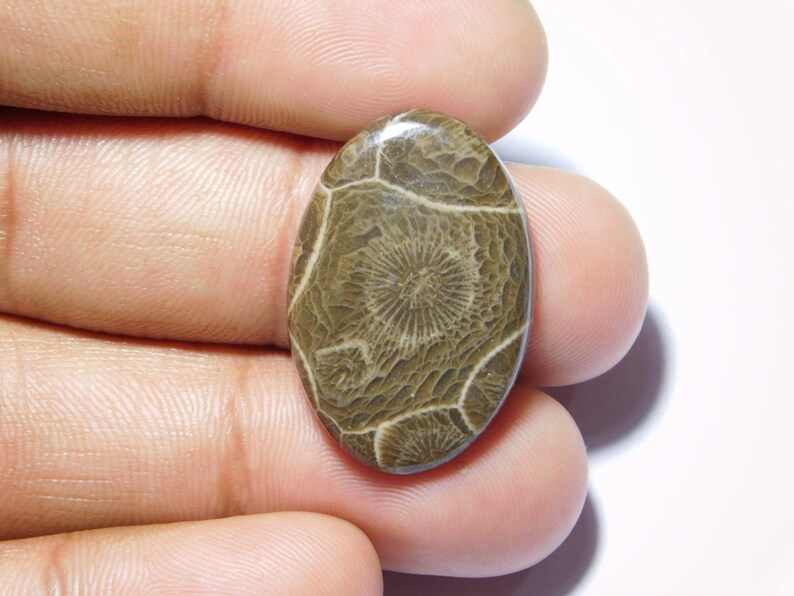 Amazing Fossil Coral loose stone Fossil Coral gemstone R-8368 semi Precious Gemstone 19 Cts Top Quality Natural fossil coral cabochon