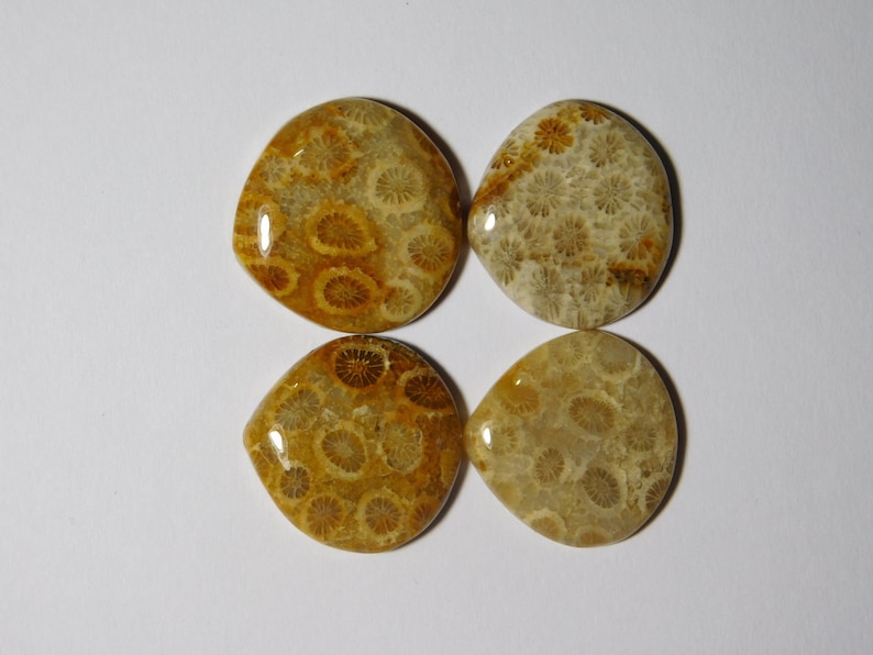 R-8861 Fossil Coral Gemstone For Jewelry 61 Cts 100/% Natural Fossil Coral Cabochon Gemstone Glorious 04 Pcs Lot Fossil Coral Loose Stone