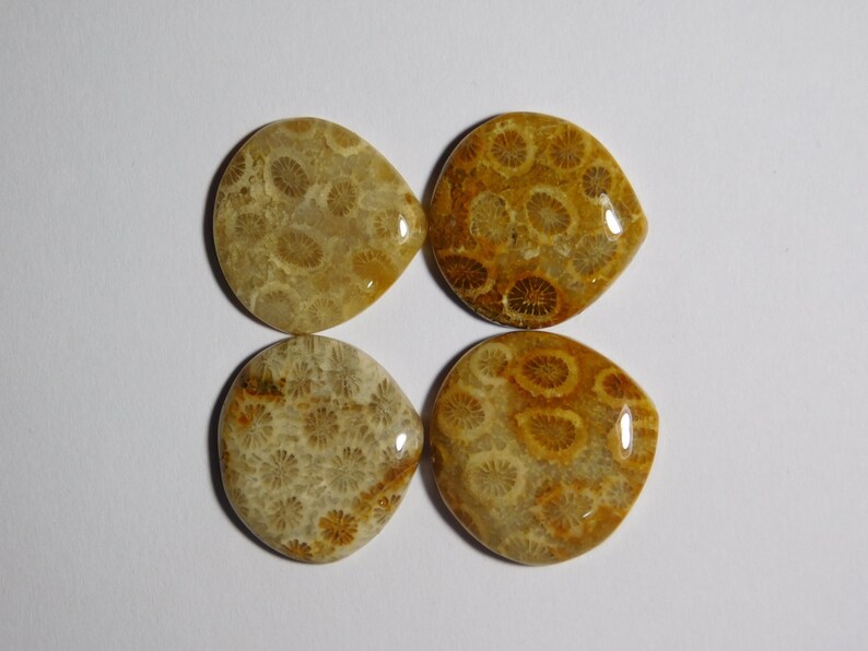 R-8861 Fossil Coral Gemstone For Jewelry 61 Cts 100/% Natural Fossil Coral Cabochon Gemstone Glorious 04 Pcs Lot Fossil Coral Loose Stone