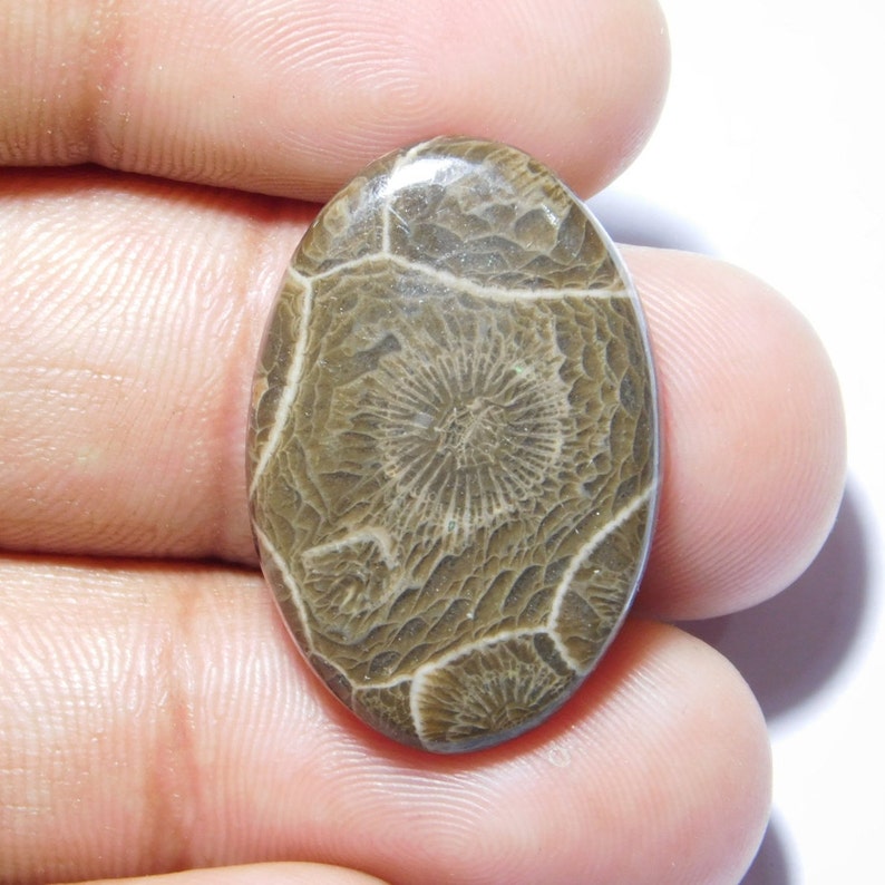 Amazing Fossil Coral loose stone Fossil Coral gemstone R-8368 semi Precious Gemstone 19 Cts Top Quality Natural fossil coral cabochon