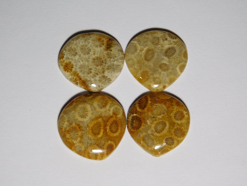 R-8861 Fossil Coral Gemstone For Jewelry 61 Cts 100/% Natural Fossil Coral Cabochon Gemstone Glorious 04 Pcs Lot Fossil Coral Loose Stone