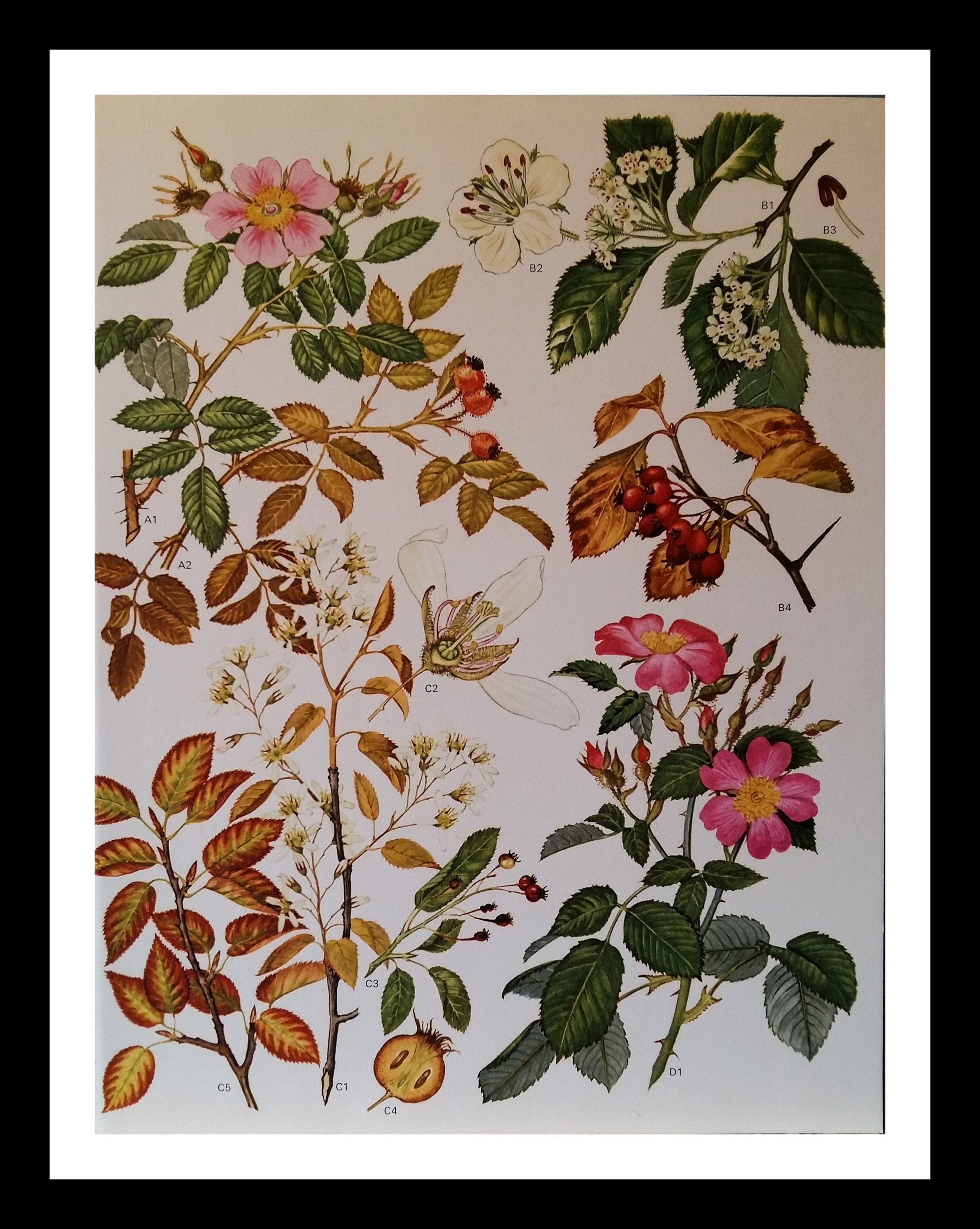 9' X 12 Vintage Botanical | Etsy