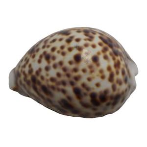May include: A close-up of a cowrie shell. The shell is oval-shaped with a smooth, glossy surface. It has a creamy white base color, covered in numerous brown spots. The shell's opening is visible on the bottom, and the overall appearance is natural and organic.