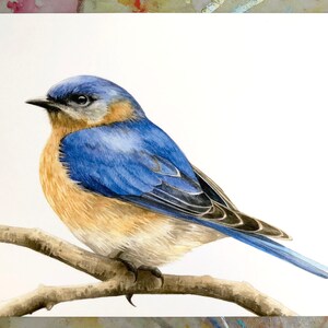 Bluebird Watercolor Art Print, Bird Illustration, Wall Art, 8.5x11 inches