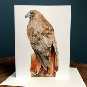 Red-tailed Hawk - Blank Art Card