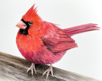 Northern Cardinal (Male) Watercolor Art Print