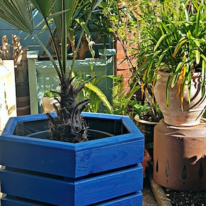 May include: A blue wooden hexagonal planter, containing a palm tree. The planter has a layered design and is raised on small legs. A pink tulip is in the foreground. Other plants are in the background.