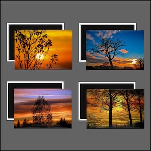 May include: Four framed images of sunsets with silhouetted trees. Each image features a different sunset sky with shades of orange, yellow, pink, and blue. The trees are all black and create a dramatic contrast against the colorful skies.