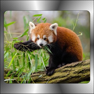 May include: A red panda with black legs and a white face is eating bamboo leaves while sitting on a tree branch.