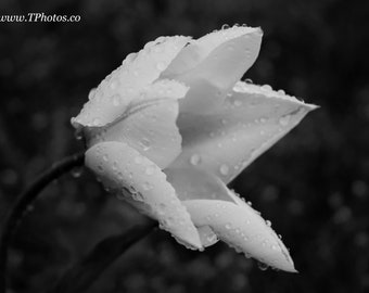 Flower photography, macro, black and white, morning dew droplets - matted photography, minimalism