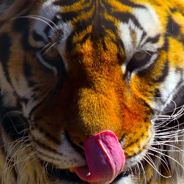 Hungry - Bengal Tiger with tongue out, Original TPhotos Photograph, fine art, wall art, home decor, cats, Orange, black, white, tiger eyes