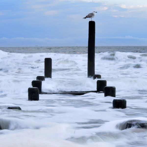 Ocean Seagull Scene from Cape May, New Jersey - matted prints, coastal decor for your home, beach style, landscape photography