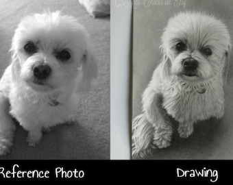 May include: Black and white image of a small, fluffy dog. The dog is sitting and looking directly at the camera. Next to the photo is a detailed pencil drawing of the same dog. The text "Reference Photo" and "Drawing" are at the bottom.