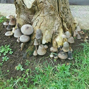 Selection of 5 Handmade Wooden Mushrooms and Toadstools from The Forest of Dean. image 3