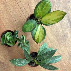 Hoya bundle