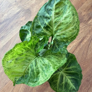 Syngonium house plant