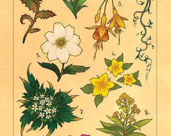 Flora of Middle Earth Prints