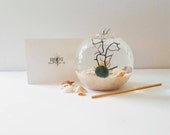 Japanese Marimo Aqua Terrarium, Globe Terrarium Kit