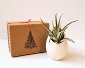 Air Plant and Hanging quot Egg quot Planter