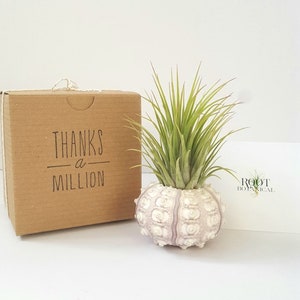 Air Plant in Sputnik Sea Urchin Shell, Stamped Gift Box